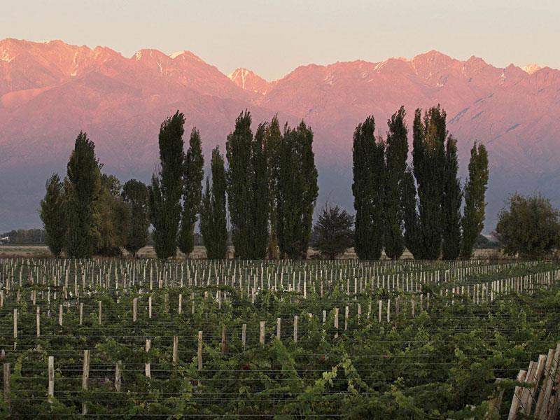 argentina vineyards